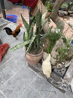 Nguyễn Quý Minh Anh