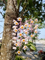 thanh cường