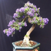 YÊU BONSAI VÀ PET