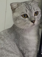Uyên