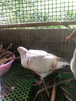 Linh Bọ Ú tiền giang