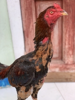 Hưng Gà Đòn Quảng Ngãi