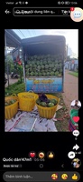 phong lam