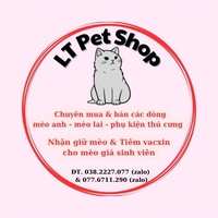 LT Petshop bán mèo Anh