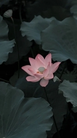 Hiểu Lam 