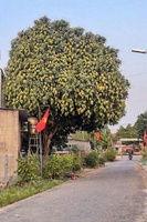  cầu rạch tra hóc môn