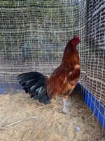 Hạo Bình Phước