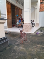 trại phốc hươu hay còn gọi phốc nai ở quận thốt nốt