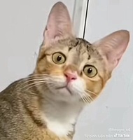 Nguyễn Bảo