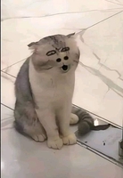 Thông Nguyê