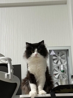 Pc