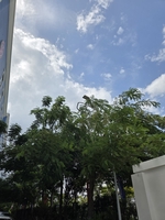 Tuấn