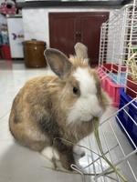 Thiện