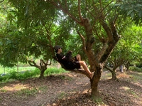 Hương