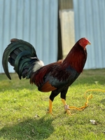 Gà con 