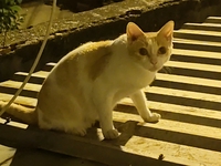 Dương Long