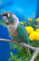 Chim cảnh sài gòn