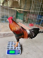Gà Vườn BTre