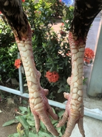 họ và tên 