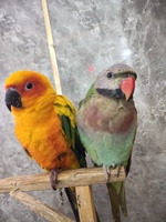 Nhóc Siêu Quậy