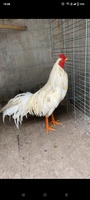 Đức Huỳnh