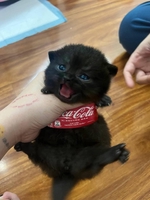 D N G U Y E N