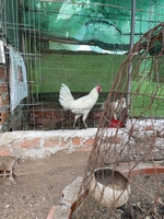Tình nghèo mất nhau