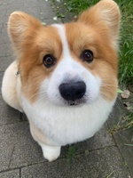Minh