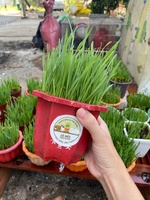 Lê Thị Thanh Thủy