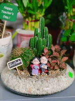 Shin Garden Cần Thơ Cây cảnh Cây Phong Thuỷ Cây để bàn