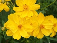 THOMNGUYEN AUTHENTIC US 