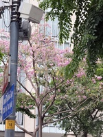 Hoàng Sơn