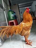 gà đá Tiền Giang