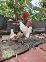 a lữ