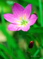 A QUANG 