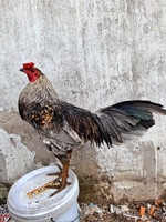 Ăn thua đủ điểm 