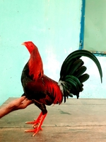 Trại Gà Thanh nhã