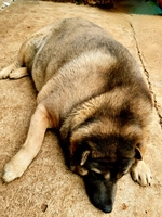 Fat Dog