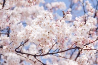 Thức