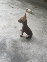 Trại Chó ND Trạm 10  Tuy Phước Bình Định