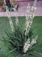 Quang Minh Phát 