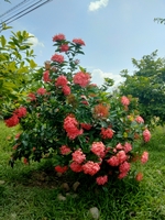 Cây cảnh công trình 