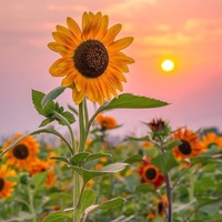 Lưu Thị Thanh Bình