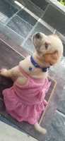 thiên đăng
