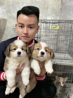 Nguyễn Longg