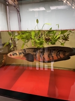 Bảo