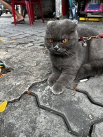 Hoà
