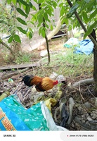 Trần Minh Thế