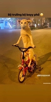 Vũ Đình Thái