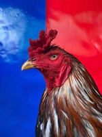 đông